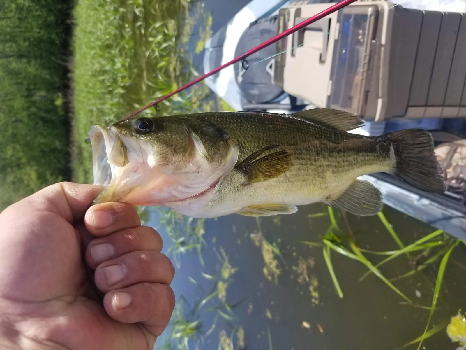 Largemouth bass held over open water near grass shoreline
