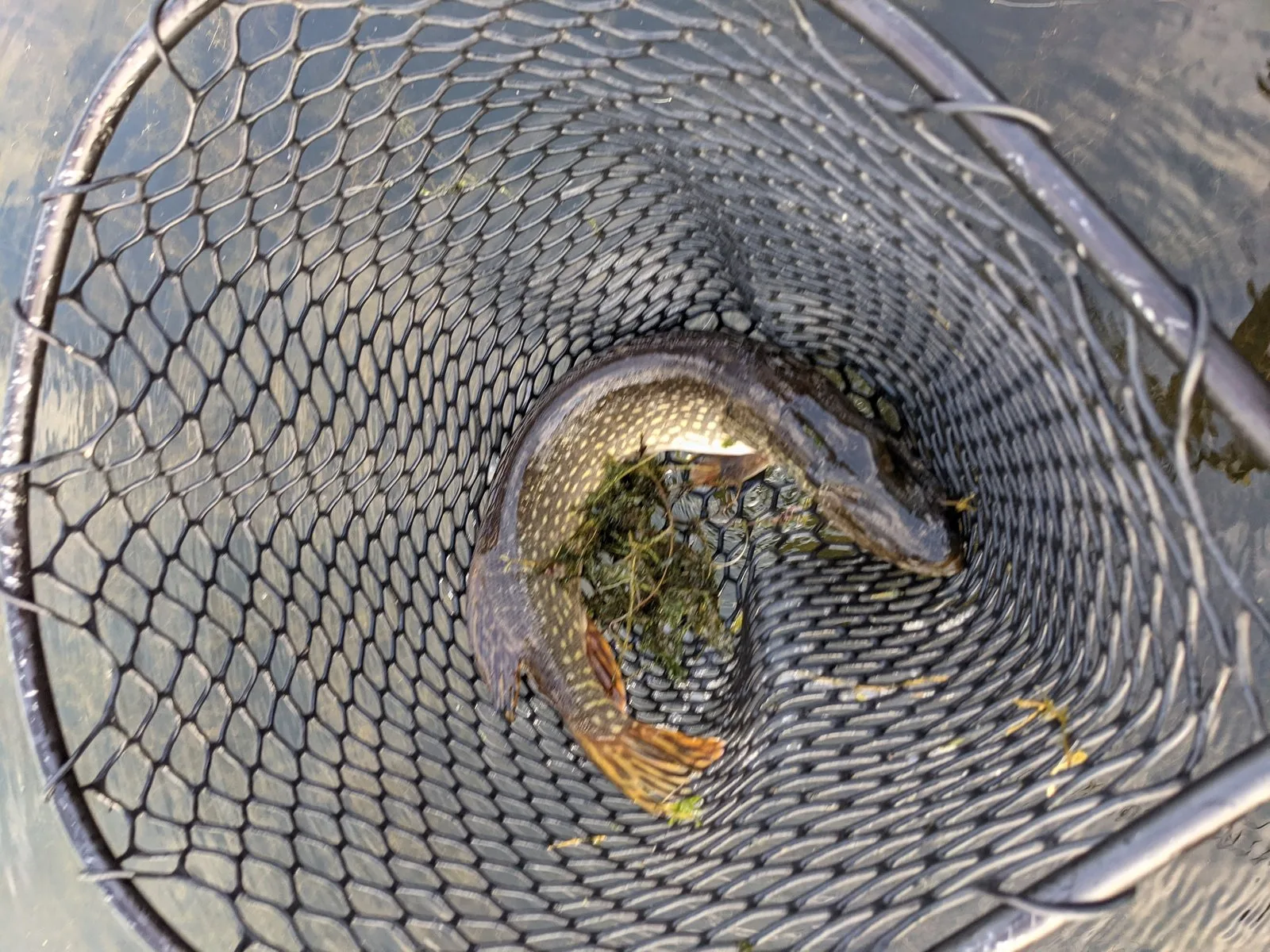 Northern pike lying in a black mesh landing net over the water