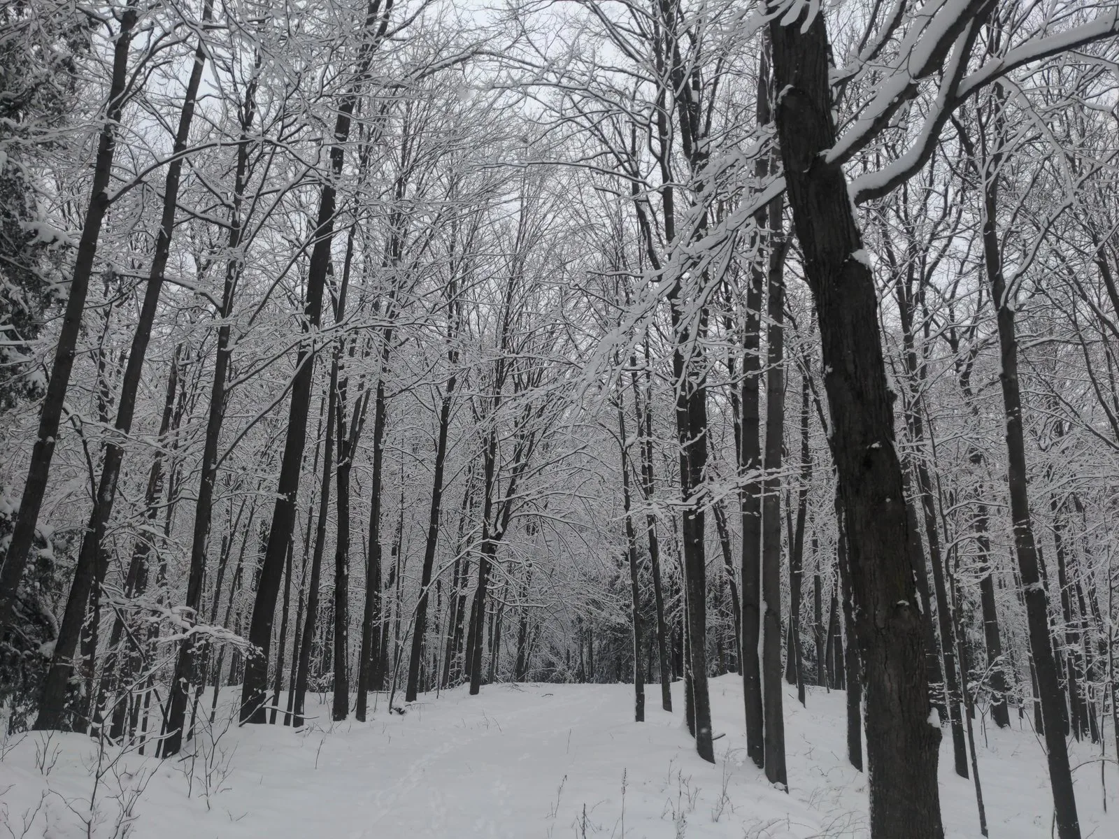 Snow-covered trees along a winter forest path
