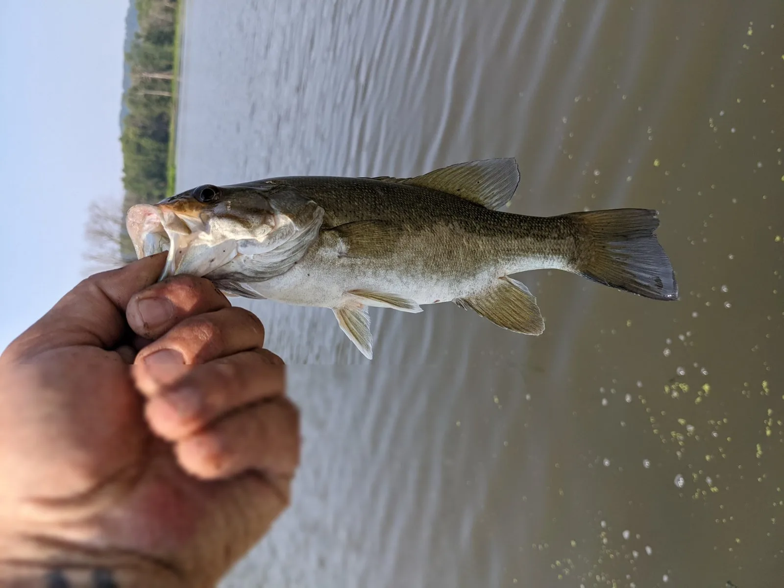 Lip-grip photos work well for bass — support the body and keep the fish wet.