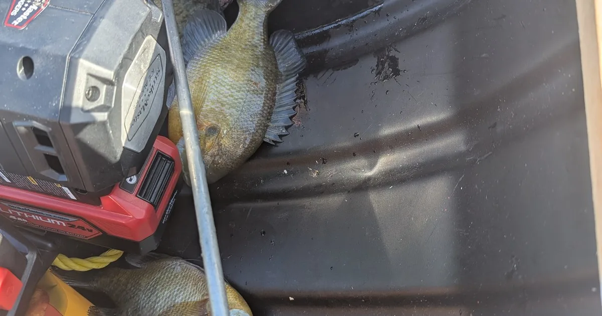 Fresh panfish in a tub after a successful fishing trip