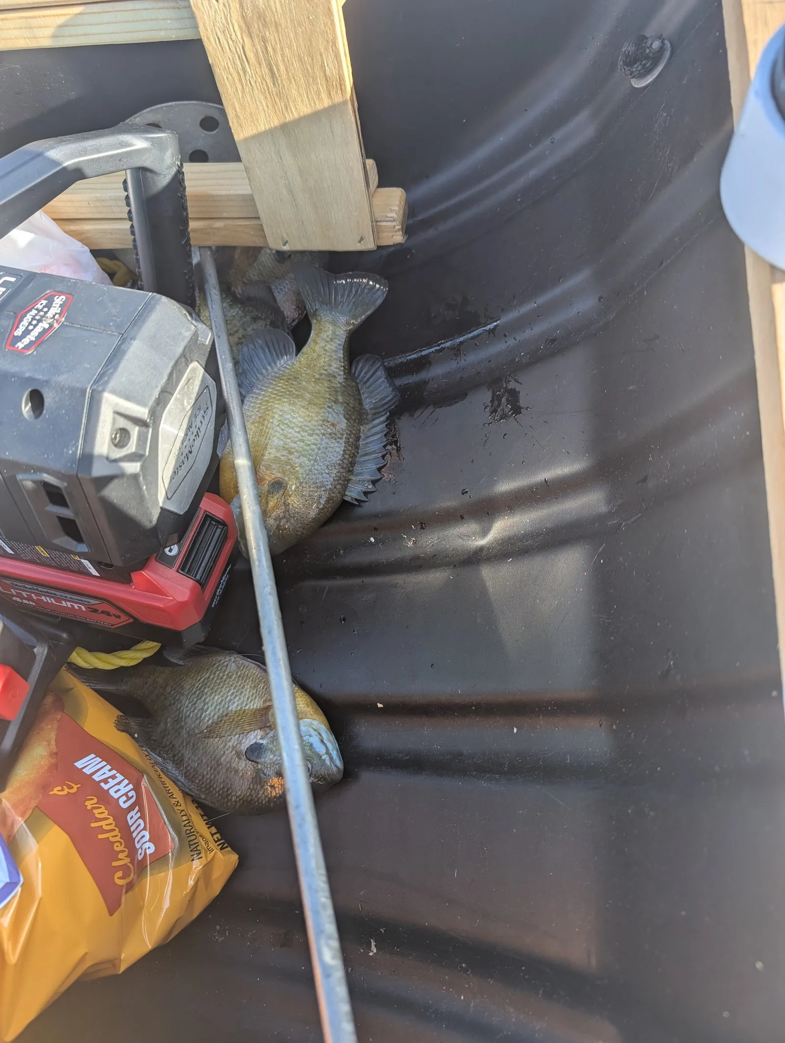 Fresh panfish in a tub after a successful fishing trip