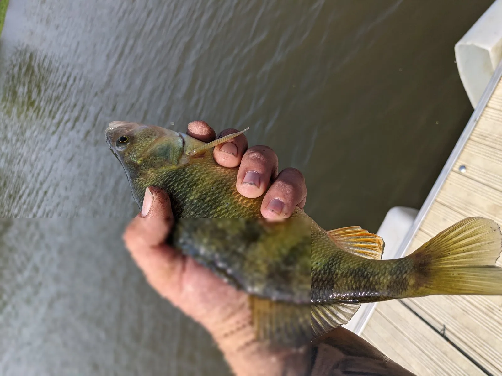Dock fishing often produces mixed panfish like this green sunfish.