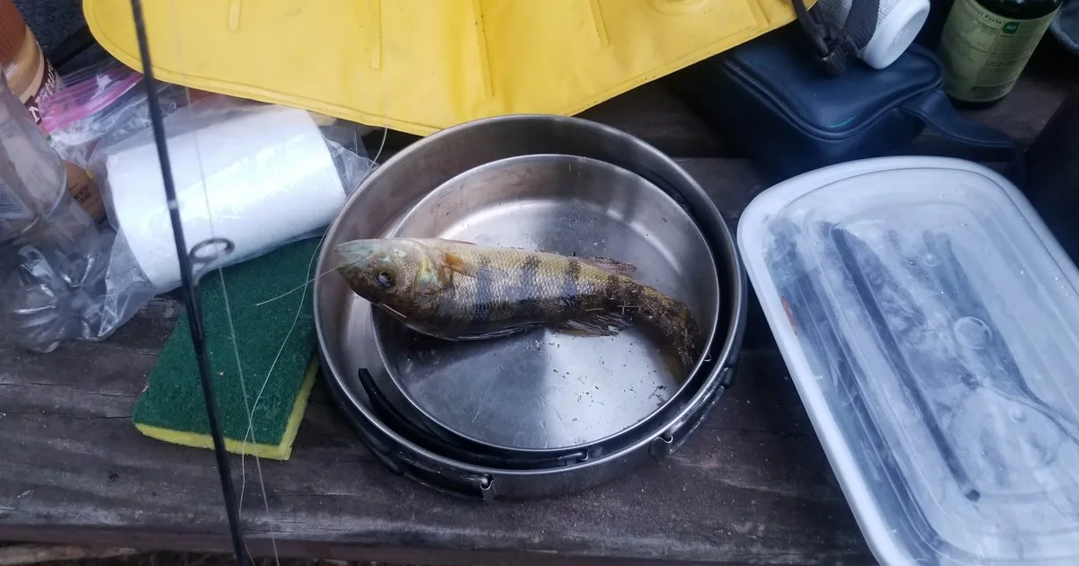 Freshly caught yellow perch in a stainless pan at a fishing camp table