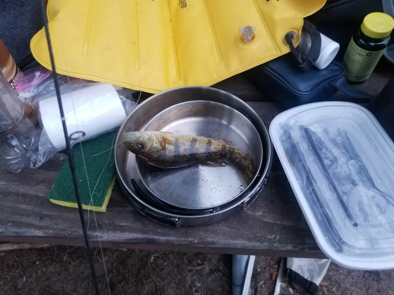 Freshly caught yellow perch in a stainless pan at a fishing camp table