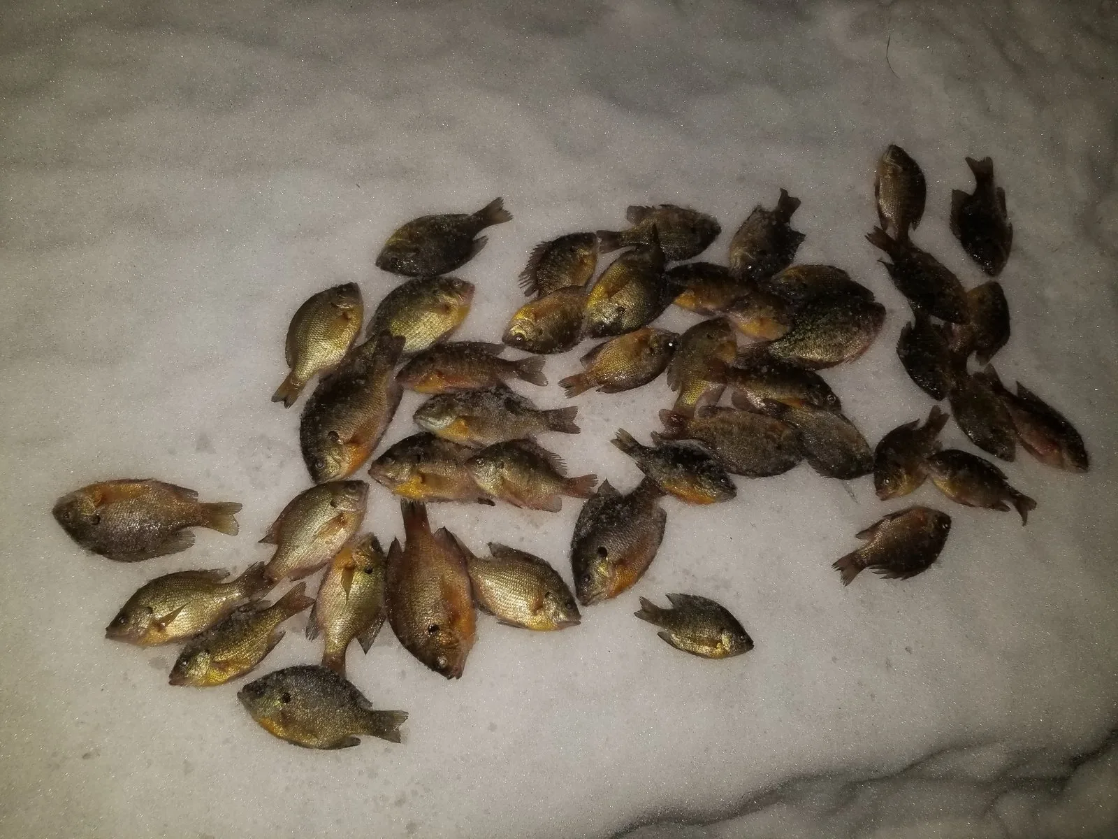 Dozens of panfish spread on fresh snow after a successful ice fishing trip