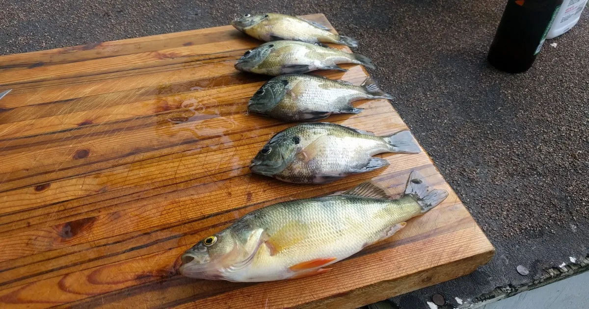 Assorted panfish laid out on a wooden cutting board ready for filleting