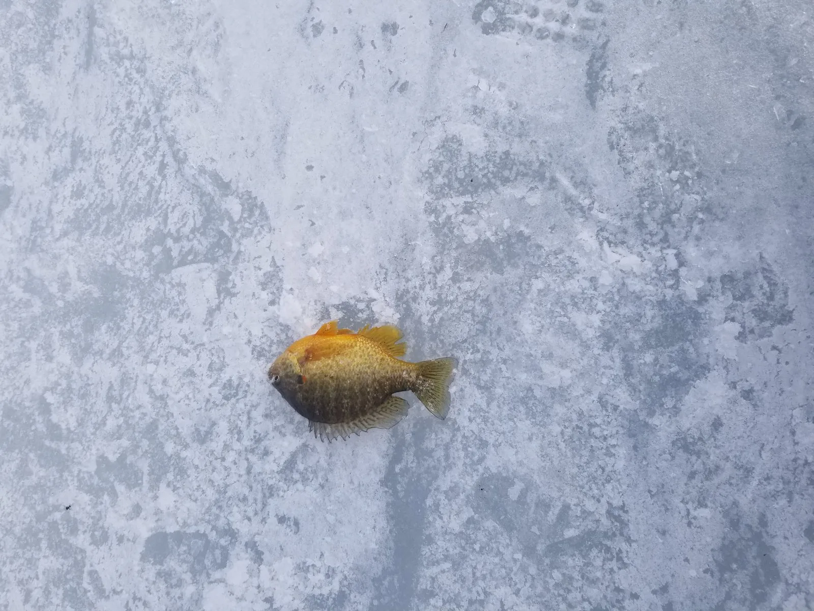 Even a single sunfish on the ice can anchor a shore-lunch plan.