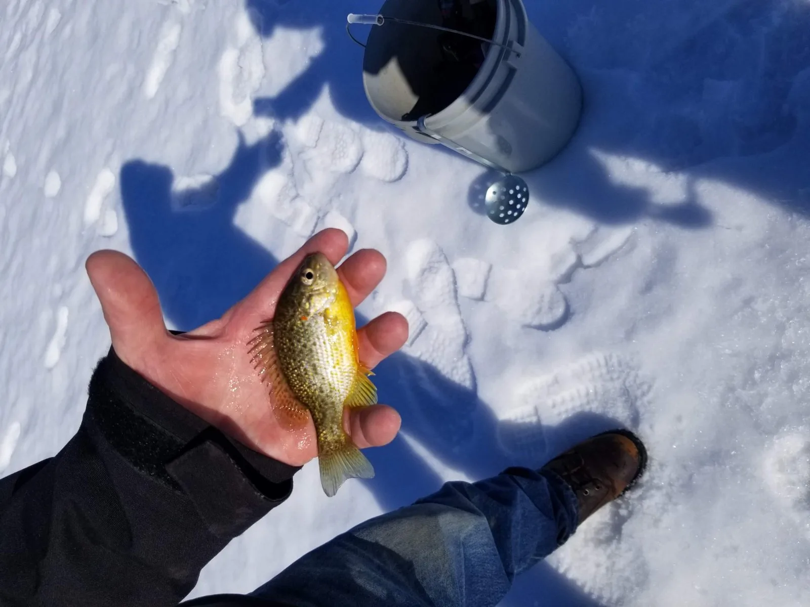 Bright sunfish colors show up even on a cold ice-fishing day.